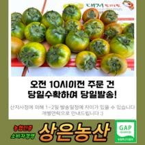 농협인증 상위1% 오리지널 대저 짭짤이 토마토 2.5kg 최상의 맛, 특 L 2.5kg