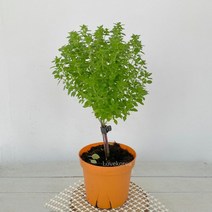바질트리 바질(소) 바질트리키우기 바질키우기, 단품