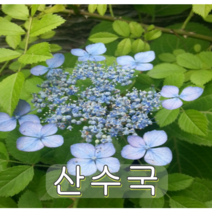 산수국나무 포트묘 2그루 나무 묘목
