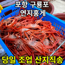 당일조업 산지직송 자연산 구룡포 연지홍게, 포항 구룡포 연지홍게 육수용 1.5kg 5-7미