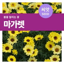 마이플랜트 마가렛 씨앗 600립(1g), 단품없음