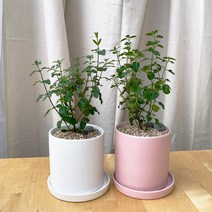 [1+1 SET] 체리향 허브 공기정화식물 키우기쉬운 반려식물 체리세이지 도자기화분, 도자기 블랙, 선택안함(1개 구매시 선택), 화분받침없음
