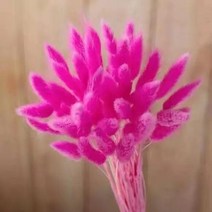 토끼 꼬리 말린 꽃 솜털 팜파스 잔디 소박한 웨딩 장식 홈 30 개, 06 rose red_02 100pcs