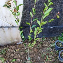 홍가시(레드로빈) 1주 키1.0m HONI * 238483EA, 본상품선택, 1개