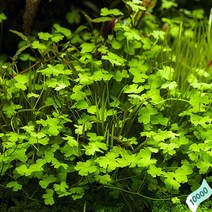 [만원의 행복] 노치도메 10촉