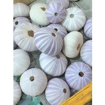 조개껍질 자연 성게 껍질 조가비 Tillandsia 화분 Coquillage 분재 지중해 조개 공예 홈 장식, I.I