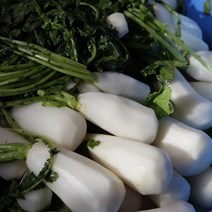 명품 땅끝 해남 강원도 고랭지 절임배추 10kg 20kg 직거래 국산 소금 절임 맛있는절임배추 절인배추 걷절이절임배추 김장 김장용 배추 김치 양념 양념속 세트, (3) 절임알타리 5kg
