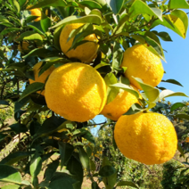 틔움&해찬농원 유자나무 묘목 1.0, 1.0m