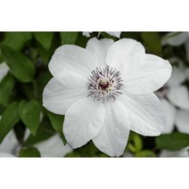 유럽 클레마티스 미스 베이트먼 12CM 사각포트 신품종 큰꽃으아리 야생화 봄꽃 넝쿨식물 꽃보러가자