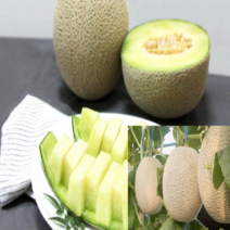 프리미엄 고당도 전북 고창 멜론 머스크 멜론, 고당도 고창 멜론 8kg(4과)