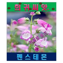 SF3.희귀씨앗/펜스테몬-카릴로 로즈 10립