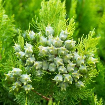 [충북농원] 측백 측백나무 묘목 - H1.5분 (화물착불), 단품