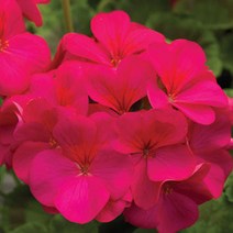 제라늄 꽃이 예쁘고 제충력이 좋은 메버릭 (꽃색상) 라벤다 씨앗 5립, 메버릭 바이올렛