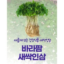 바라팜 분무수경재배 새싹인삼 물로만키우는 깨끗한 무농약 건강식품, 새싹인삼 중 20~25cm 100뿌리 1박스