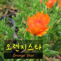 허브여울다육 오렌지스타(Orange Star 나무송엽국) 지름 9cm 소품화분, 1개