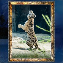 B470-4/호랑이액자/호랑이그림/백호/호랑이사진/백호랑이/액자/인테리어소품/벽걸이액자