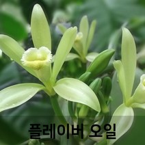 엔피솝 바닐라 플레이버오일-(cosmetic 등급)립밤만들때첨가 DIY 만들기, 바닐라 플레이버오일100ml