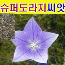 (J소망)슈퍼도라지씨앗(10g)으뜸도라지(국산)