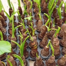 알로카시아 잎이없어도 강하다 29