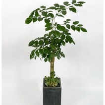 개업화분배송 개업식 화분배달 플라워365, 1개, 22 녹보수 대형(시멘트화분)