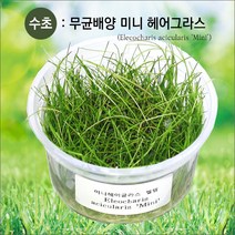 피알피쉬 무균 배양수초 미니 헤어그라스(전경수초), 1개