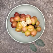프리미엄 고당도 마이하트포도 루비로망 포도 샤인머스켓 레드바이올렛킹 1kg 2kg