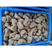 하늘마 열매마 넝쿨마 우주마1kg 2kg 3kg 산지직송 종자판매, 하늘마/열매마 2kg 종자용