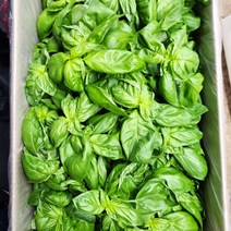 스위트 바질 500g, 1개