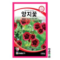 양지꽃 1000립 / 꽃씨 화단 꽃밭 정원 베란다텃밭 양지꽃씨앗