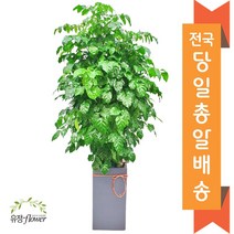 고급 대형화분 개업 축하 화분 전국 당일배송, 01. 녹보수
