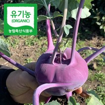 제주콜라비 제주도 유기농 콜라비 산지직송 5kg_7-10과 내외, 상세페이지 참조