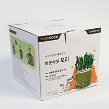 집에서키우기 집 베란다꾸미기 인테리어 보리 혼재배 Set 아파트베란다 창의학습 관찰