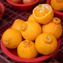 [산지직송] 노지 제주 한라봉 5kg 10kg 벌크 가정용, 02. 5kg 중과 (가정용)