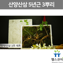 5년근 산양산삼 3뿌리 산양삼 수삼 자연산 산삼 장뇌삼 장뇌산삼 장래삼 인삼 뿌리 사포닌 국산 50대 부모님 선물