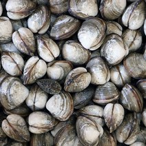 고창 하전갯벌 동죽조개 (중량선택), 1box, 07. 동죽 조개 17kg