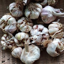 (파지마늘) 서산 통마늘 5kg 마늘편 양념용 알뜰마늘, 단품