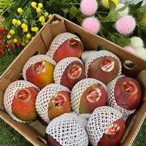[맛나과일] 고당도 페루 애플망고 특품 1등급 2과/4과/1BOX(8-9), 4과