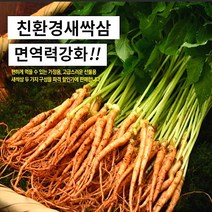 대숲맑은 새싹삼 새싹인삼 100뿌리 산지직송 GAP인증, *고급 중 50뿌리 (20cm 좌우)
