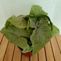 크림싱고니움 실내 가습 플랜테리어 키우기 좋은 먼지먹는 식물, 단품