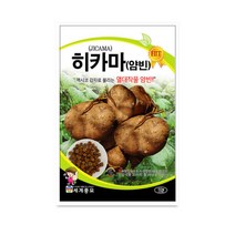 히카마(얌빈) 씨앗 채소 히카마종자(50g) MK106