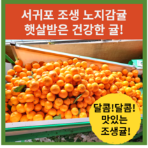 서귀포 노지감귤 새콤달콤 고당도 제주도 극조생 혼합과 밀감, 노지귤 조생귤 5kg