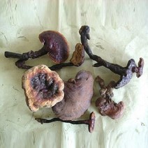 청운당농산 지리산 자연산 영지버섯 국산 야생 영지 차, 1팩, 건조 300g