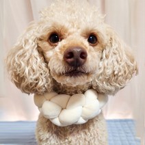 강아지 넥워머 목도리 고양이 목도리 포그니벨벳목도리, M23~27cm, 크림