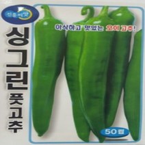 아삭하고 씨앗 AR 오이고추 싱그린고추 50립 맛있는, 상세페이지 참조