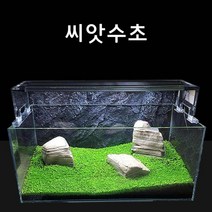 영아쿠아 수초씨앗 씨앗수초 쿠바펄모양S 4g