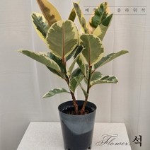 플라워석 매장인기상품 수채화고무나무 가지 공기정화식물 키우기 쉬운 반려식물 축하 개업 선물 추천, 수채화가지