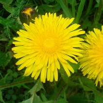 씨앗팜 정원 야생화 꽃씨 종자 민들레 씨앗 1000립 _ 2023895EA, 쿠팡 본상품선택