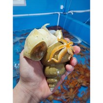 푸드랍 활 백골뱅이 백고동 자연산 동해안 생 골뱅이 1kg 백고동무침 푸드랍, [산소포장]생물 백고동 대 1kg 8-20미내외, 1개