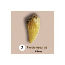 참존과학이빨화석발굴 - 티라노사우루스 Tyrannosauru
