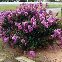 미니배롱나무/15CM포트묘/개화주/묘목/G0894, 1개